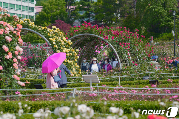 장미의 계절 5월을 맞아 조선대학교가 장미원을 3년만에 개방한다. 16일 맑은 날씨에 시민들이 장미원을 찾아 꽃 구경을 하고 있다. (사진=뉴스1)