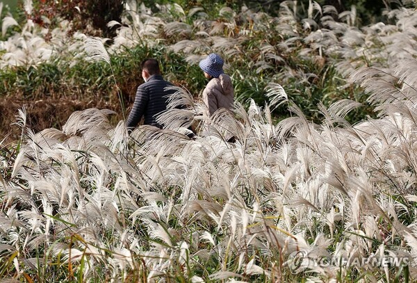 지난 4일 광주 북구 용두동 영산강 둔치에 억새가 핀 가운데 시민들이 산책을 하고 있다. (사진=연합뉴스)