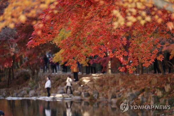 지난 14일 전북 순창군 강천산군립공원에서 관광객들이 빨갛게 물든 단풍을 배경으로 사진을 찍는 등 가을의 정취를 만끽하고 있다. (사진=연합뉴스)
