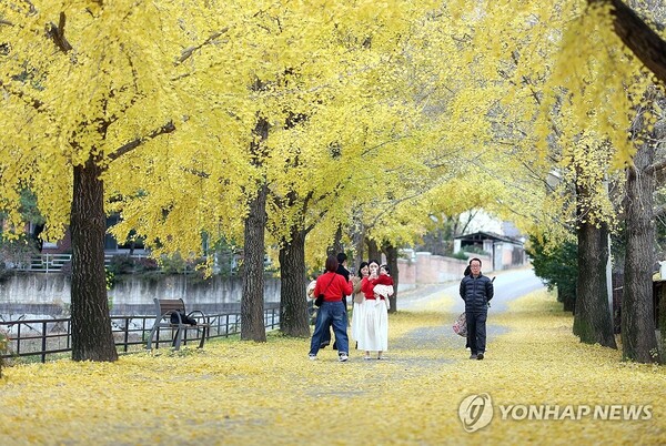 지난 12일 오후 경남 거창군 거창읍 의동마을 은행나무길에서 관광객들이 늦가을의 정취를 만끽하고 있다. (사진=연합뉴스)